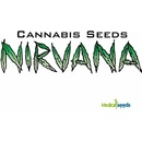 Nirvana Lithium OG Kush semena neobsahují THC 3 ks