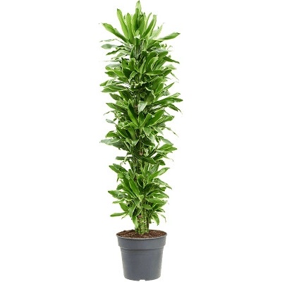 Dracaena fragrans Golden Coast 30x140 cm
