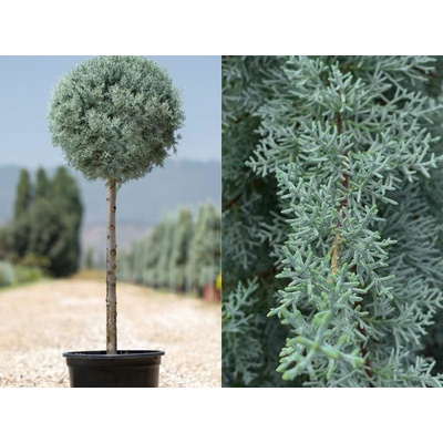 Cyprus arizónsky Fastigiata na 80-90 cm kmienku, výška 110-130 cm, kvetináč 25 l