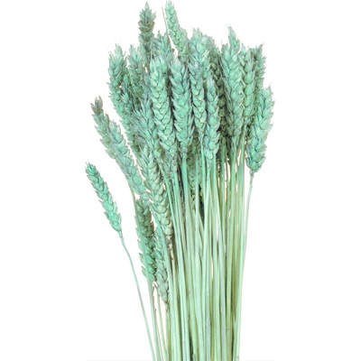 Triticum světle modrá 100 g