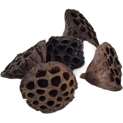 lotos malý 4-6 cm, cena za 30 ks