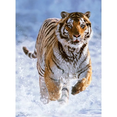 Ravensburger Tiger in Winter 500 dielov