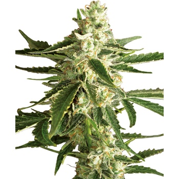 White Label White Diesel Haze Automatic semena neobsahuji THC 10 ks