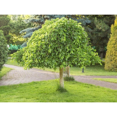 Moruša biela Pendula na 210-220 cm kmienku, výška 230-240 cm, kvetináč 30 l