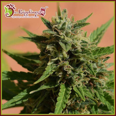 Dr. Krippling Seeds Mint Glacé XXL Auto semienka neobsahujú THC 5 ks