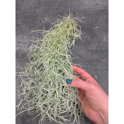 Tillandsia Usneoides (Tilandsie vlasatá)