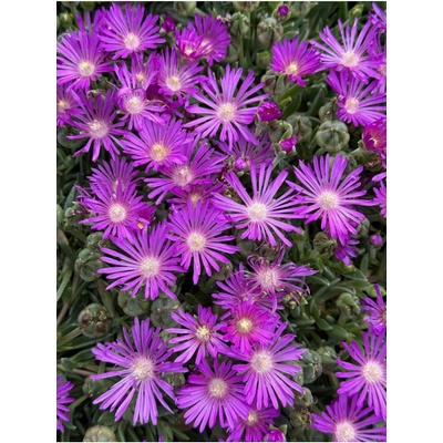 Delosperma TABLE MOUNTAIN - kosmatec