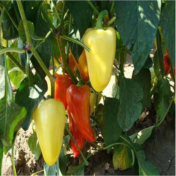 Paprika Zlata - Capsicum annuum - semená papriky - 30 ks