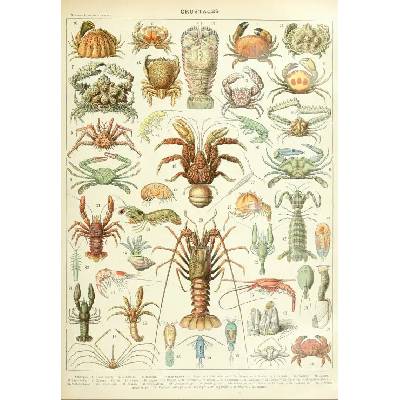Grafika Ilustrácia z Larousse Kôrovce 1000 dielov