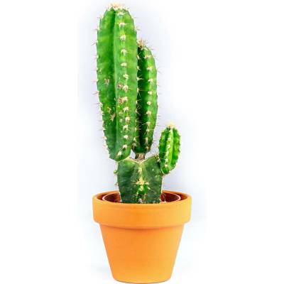 Gardners Cereus peruvianus mix, průměr 6 cm Kaktus