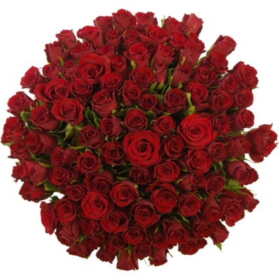 Kytice 100 červených růží RED MOUNTAIN 50 cm