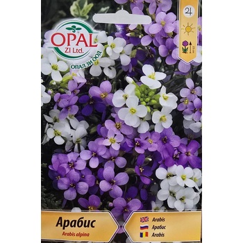 Opal Zi Арабис Arabis alpina