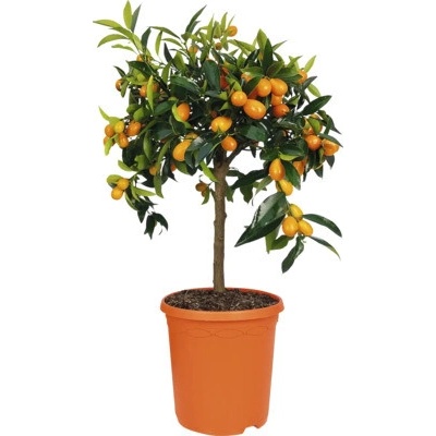 Kumkvat stromkový FloraSelf Citrus japonica květináč Ø 23 cm