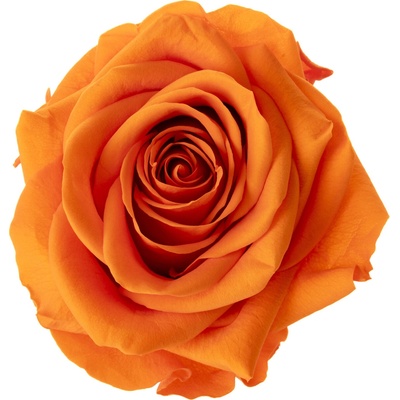 Dita Orange - oranžová (1x premium stabilizovaná "věčná" růže v ploché keramice)