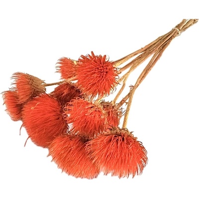 Sušený kvetoucí bodlák oranžový balení 5ks