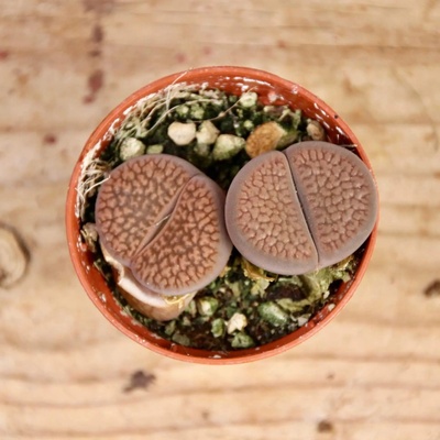 Lithops hallii živé kamene baby