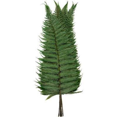 Parchemin Fern