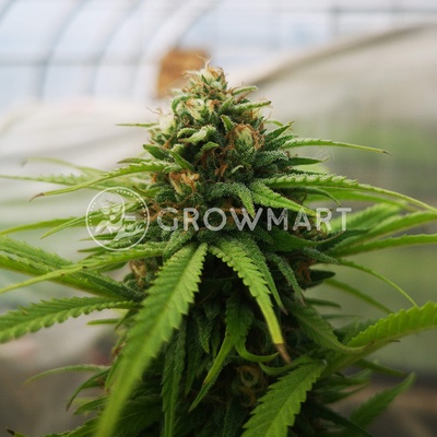 Barney’s Farm CBD CARAMEL REGULAR™ semena neobsahují THC 10Ks