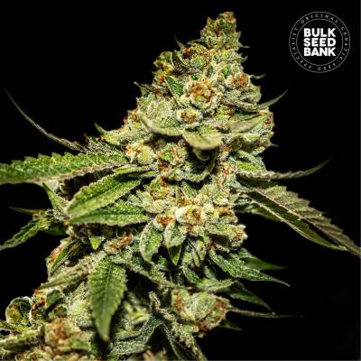 Bulk Seed Bank Bruce Banner #5 semena neobsahují THC 10 ks