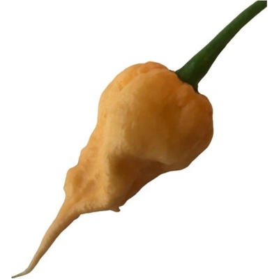 CHILLIMAT Chilli sazenice Carolina Reaper Peach 1ks