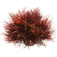 BiOrb Sea lilies karmínová 11 cm