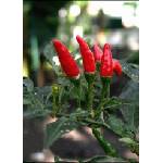  Лют червен пипер (Capsicum frutescens L. „Червен пръст)