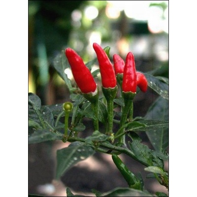 Лют червен пипер (Capsicum frutescens L. „Червен пръст)