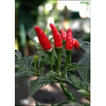  Лют червен пипер (Capsicum frutescens L. „Червен пръст)