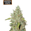 Seedstockers Northern Lights semena neobsahují THC 5 ks