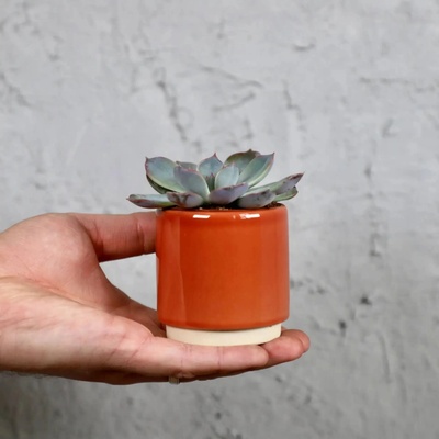Echeveria blue sky baby