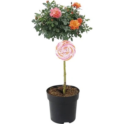 Ruža záhonová na kmienku FloraSelf Rosa 'Sugar Candy' výška kmeňa 40 cm kvetináč 3,5 l