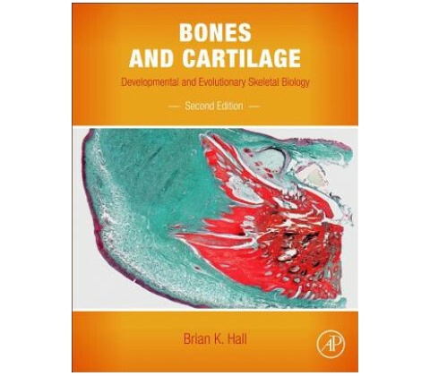 Bones and Cartilage