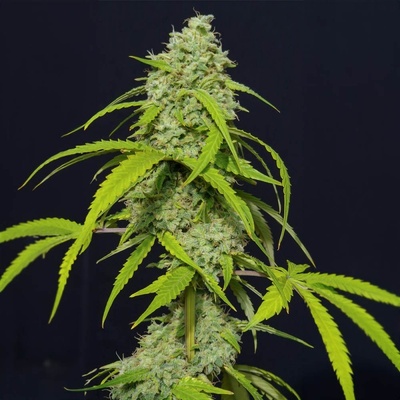 Eva Seeds Orange Kush AUTO semena neobsahují THC 3 ks