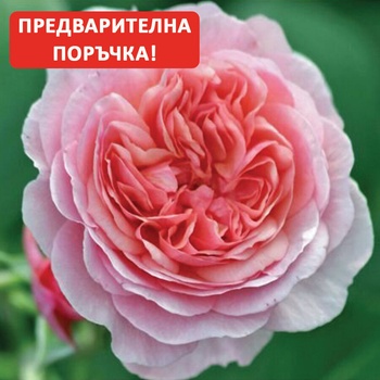 Viva Roses® Роза Eeuwige Passie® - ViVa Roses
