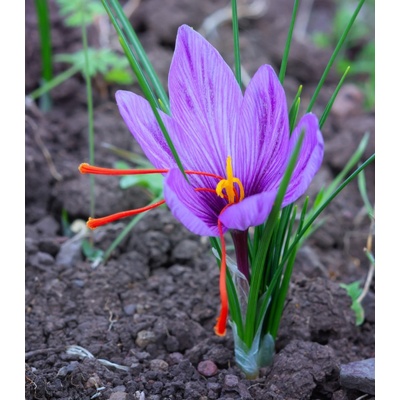 Šafrán setý - Crocus sativus - hlízy šafránů - 3 ks – Hledejceny.cz