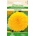 Seklos Хелиантус Теди Беър Helianthus annuus Teddy bear