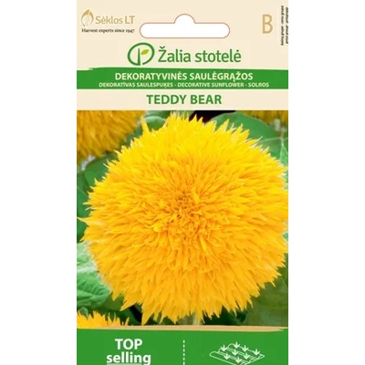 Seklos Хелиантус Теди Беър Helianthus annuus Teddy bear