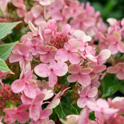 Polestar - Хортензия Паникулата