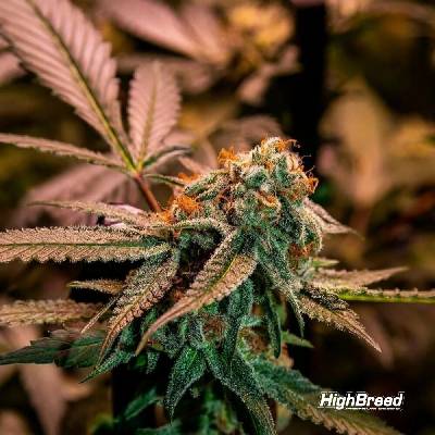 Highbreed Seeds Gary Rainbow Road semena neobsahují THC 2 ks