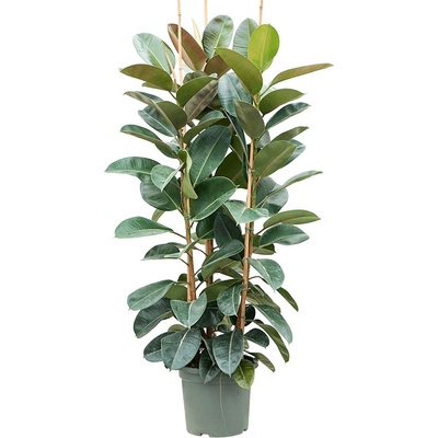 Fikus - Ficus elastica "Robusta" 3PP 38x190 cm