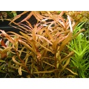 Akvarijní rostliny Ammania gracilis - Tuhanka něžná