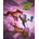 Battletoads