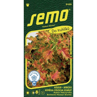 SEMO Koleus Africká kopřiva Colocha Scarlet 40p