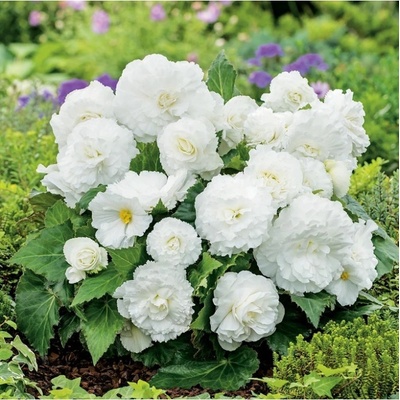 Begonie Nonstop bílá - Begonia tuberhybrida - hlízy begónie - 2 ks