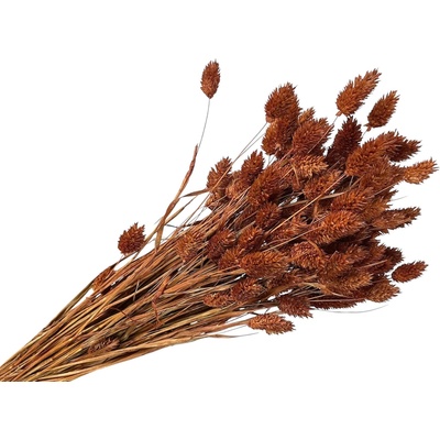 Sušená tráva Phalaris - Chrastica 100g - hnedá