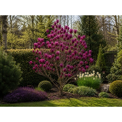 Magnólia Genie, výška 60-90 cm, kvetináč 10 l