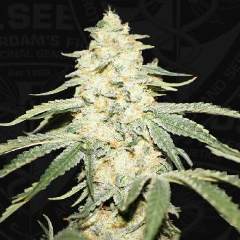 T.H. Seeds Wy-Kiki 710 Special Edition semena neobsahuji THC 7 ks