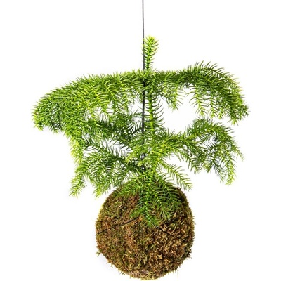 Gardners Kokedama Araucaria heterophylla (L) Blahočet, araukárie 1 ks