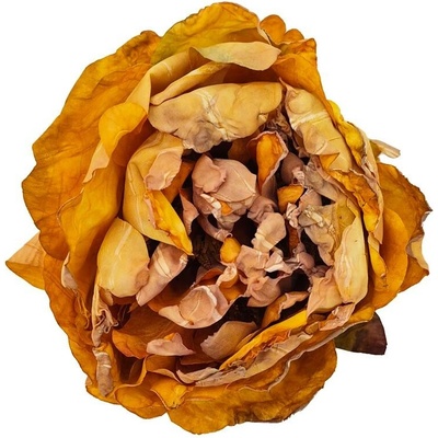 HLAVA PIVONKA ŽLTÁ 10CM BAL12KS