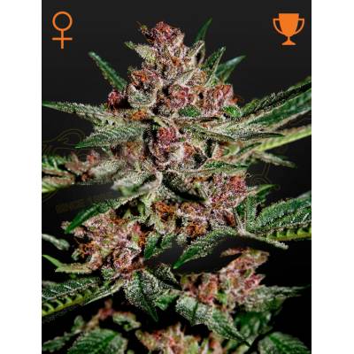 Green House Seeds Bubba Kush semena neobsahují THC 5 ks